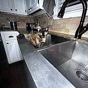 Xena joined the competition — help win amazing prizes! cat, tortoiseshell_cat, pet, animal, sink, kitchen, faucet, cabinet, countertop, backsplash, dish_towel, indoors, home, plumbing, stainless_steel, sitting, looking_at_camera, flash_photography, domestic_scene, funny_pet
