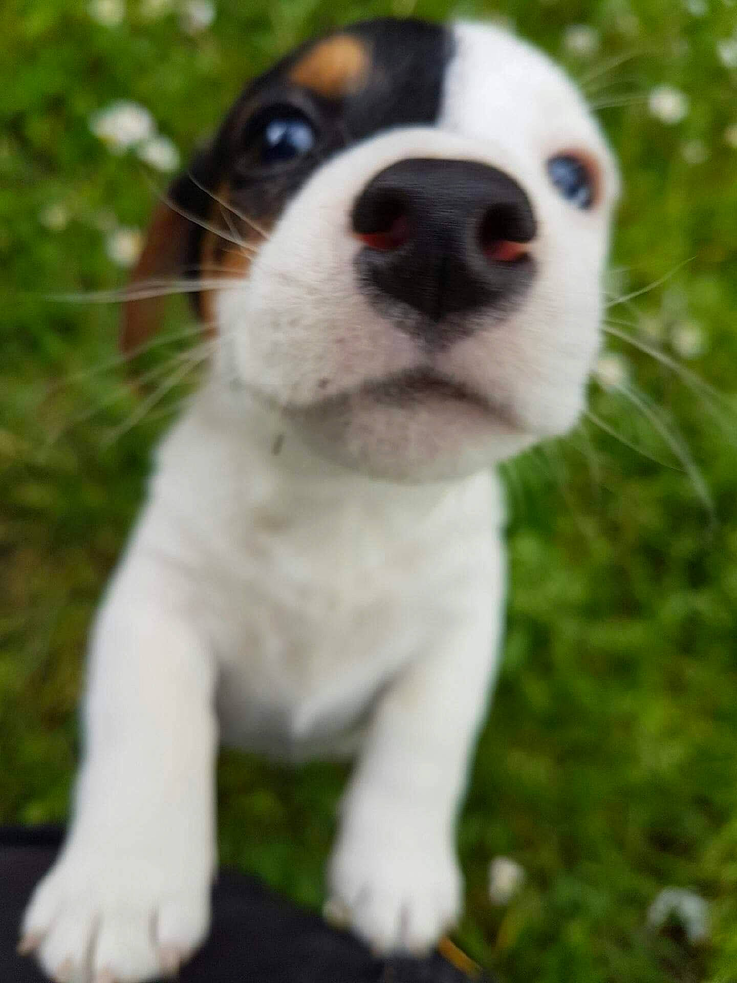 Minos participe au concours pour gagner de l'argent avec cette photo : boston_terrier, canidae, carnivore, collar, companion_dog, dog, dog_breed, dog_collar, fawn, fur, grass, non_sporting_group, plant, snout, sporting_group, tail, terrestrial_animal, whiskers, working_animal, working_dog