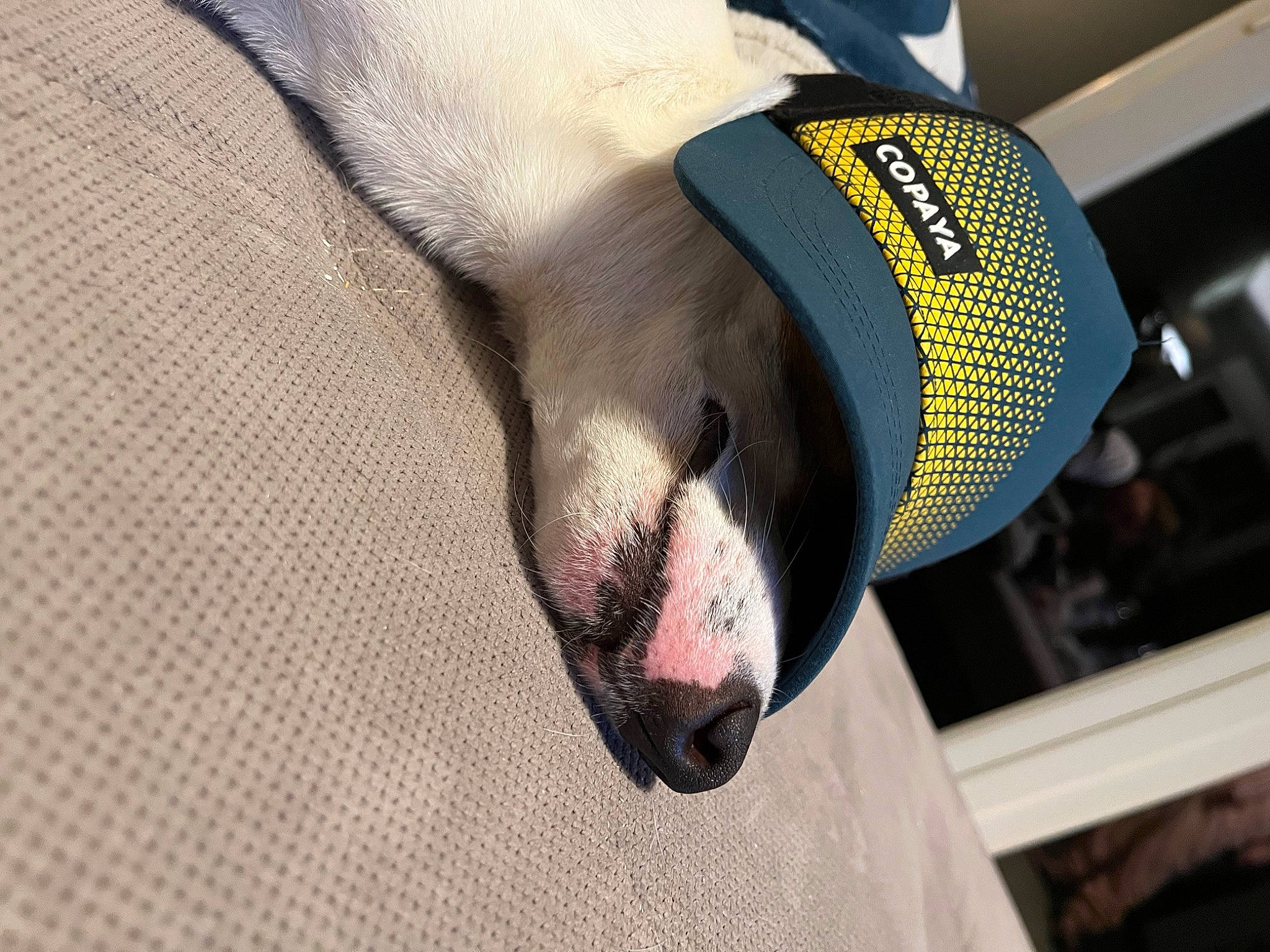 Minos participe au concours pour gagner de l'argent avec cette photo : automotive_design, automotive_exterior, carnivore, emblem, family_car, fashion_accessory, fish, grey, hat, hood, logo, luxury_vehicle, metal, motor_vehicle, personal_protective_equipment, sports_equipment, symbol, terrestrial_animal, vehicle_door, whiskers