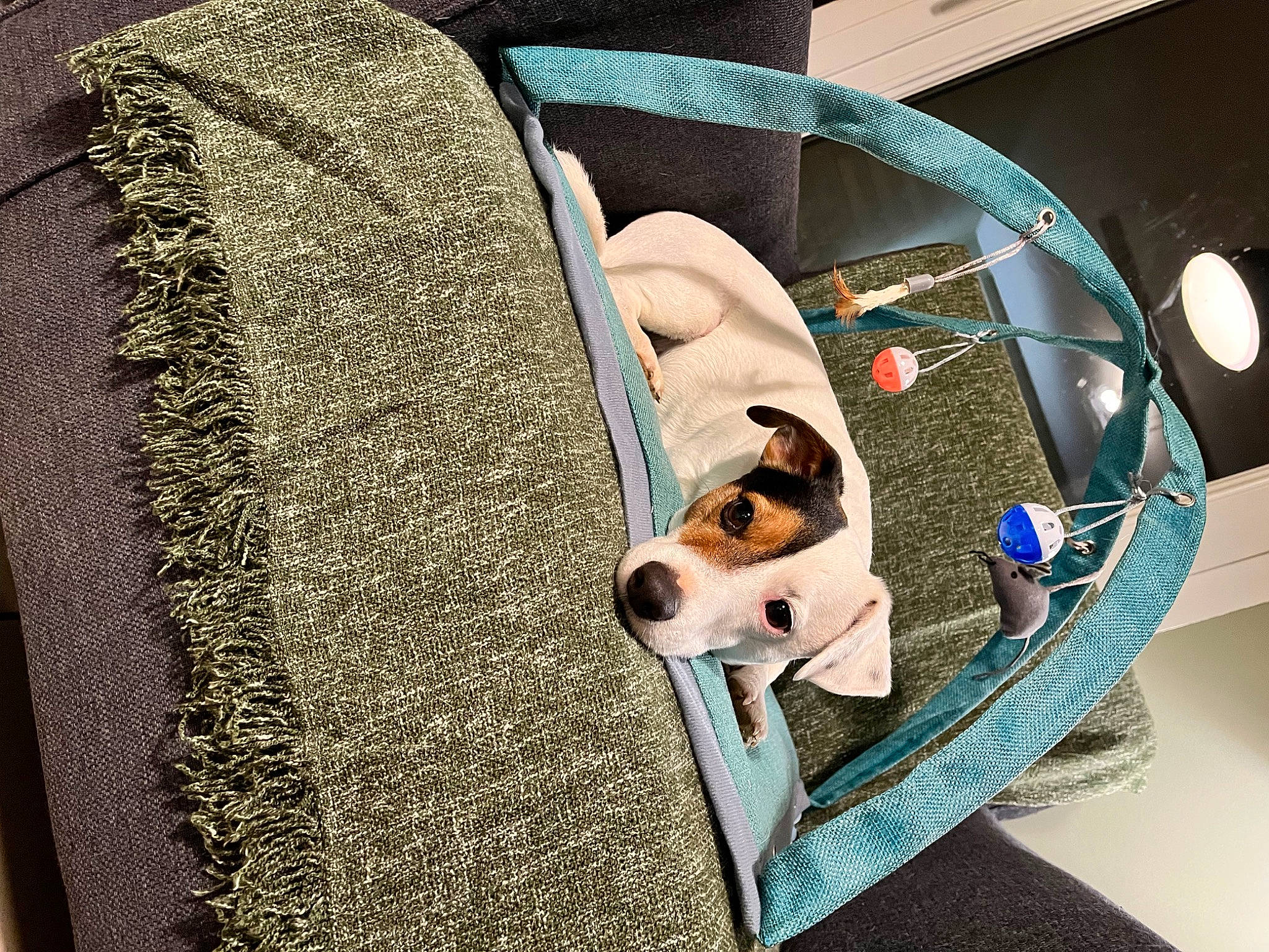 Minos participe au concours pour gagner de l'argent avec cette photo : art, bag, canidae, carnivore, circle, comfort, companion_dog, couch, dog, dog_breed, dog_supply, eyewear, fawn, flooring, linens, pet_supply, rectangle, room, sporting_group, working_animal