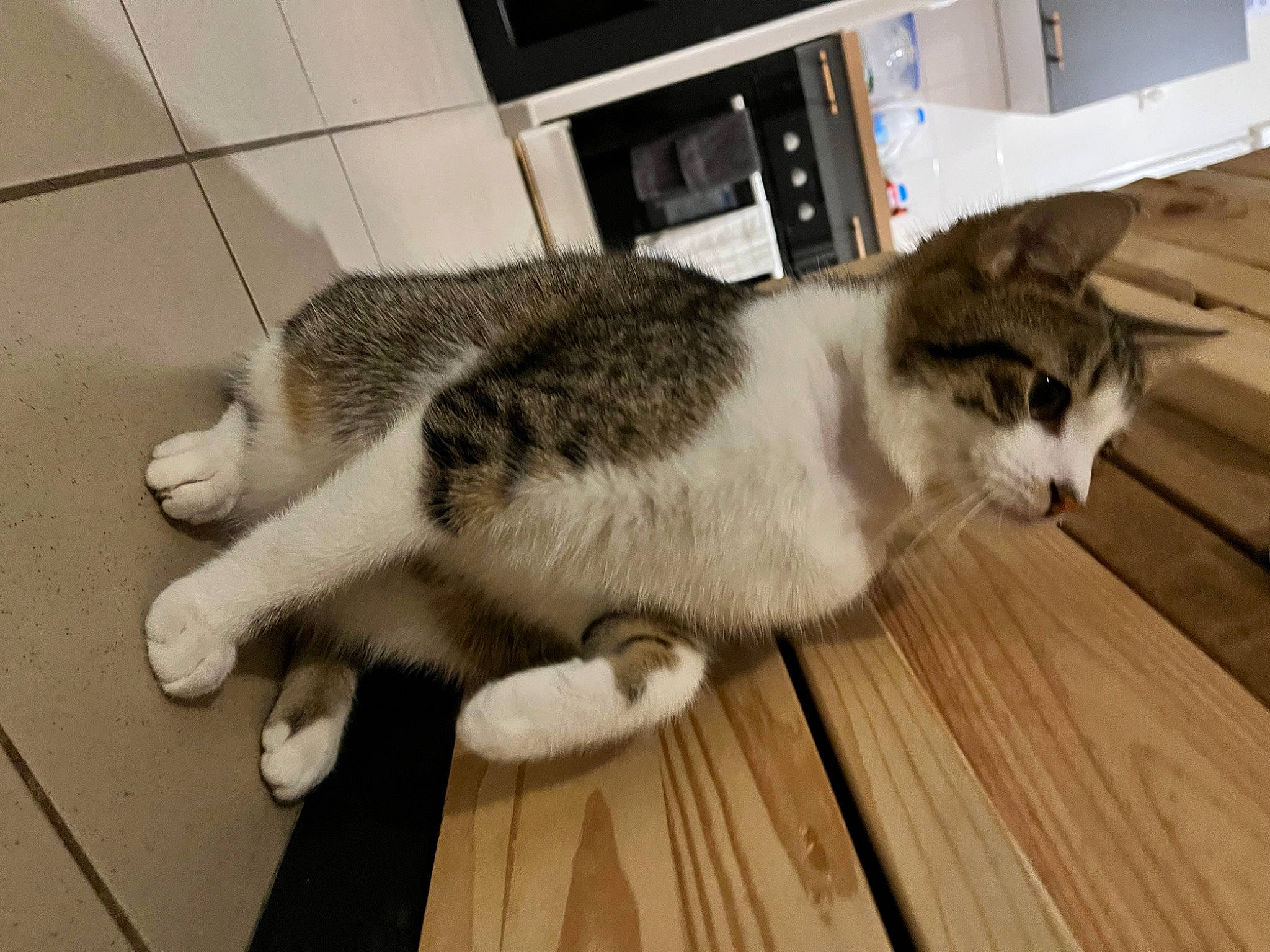 Thanos participe au concours pour gagner de l'argent avec cette photo : carnivore, cat, domestic_short_haired_cat, felidae, floor, flooring, fur, hardwood, metal, paw, plank, small_to_medium_sized_cats, snout, tail, terrestrial_animal, whiskers, wood, wood_flooring