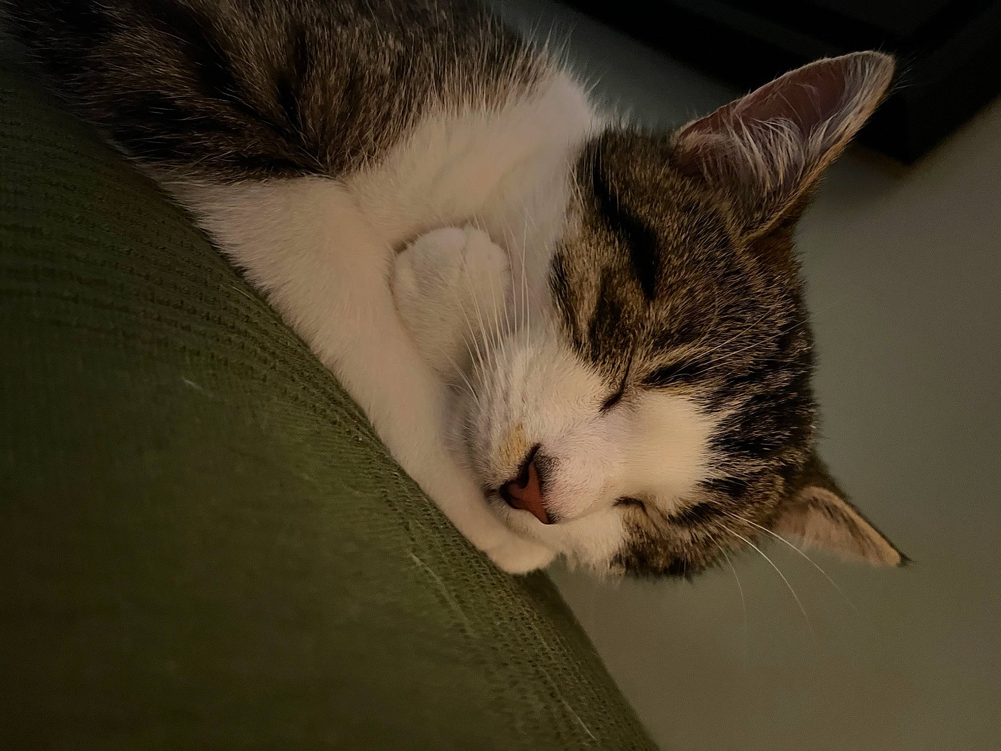 Thanos a rejoint le concours — aidez-le/la à gagner de superbes lots ! carnivore, cat, comfort, domestic_short_haired_cat, ear, felidae, fur, paw, small_to_medium_sized_cats, snout, tail, tree, whiskers, wood