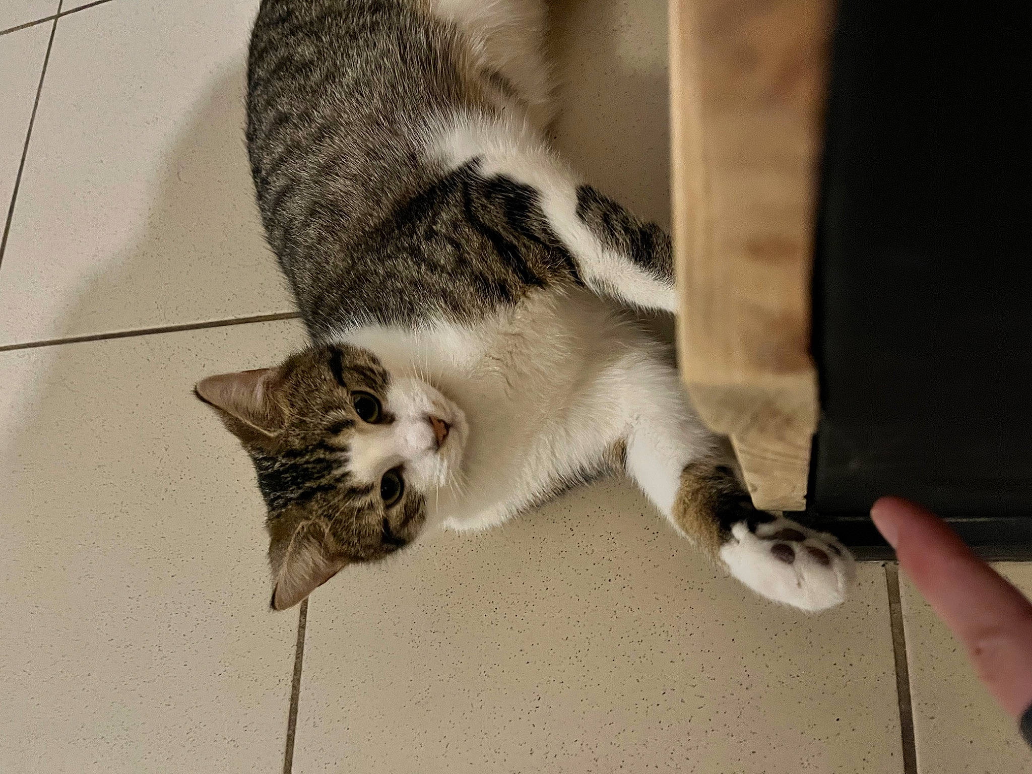 Thanos participe au concours pour gagner de l'argent avec cette photo : carnivore, cat, claw, comfort, domestic_short_haired_cat, felidae, flooring, fur, grey, house, human_leg, monochrome, monochrome_photography, paw, small_to_medium_sized_cats, snout, tail, whiskers, window, wood