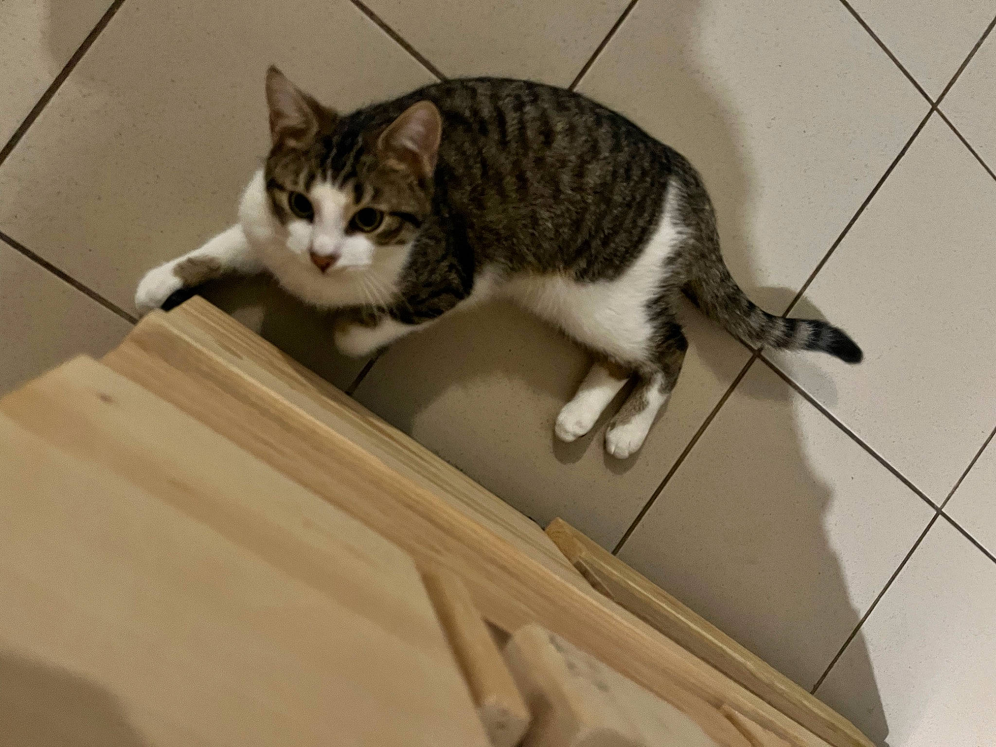 Thanos participe au concours pour gagner de l'argent avec cette photo : carnivore, cat, domestic_short_haired_cat, door, felidae, flooring, fur, hardwood, metal, paw, room, small_to_medium_sized_cats, snout, tail, terrestrial_animal, whiskers, window, wood