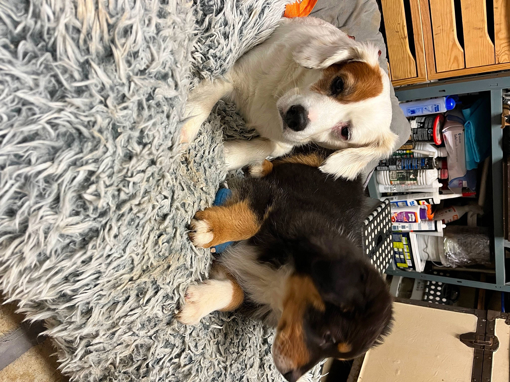 Icare a rejoint le concours — aidez-le/la à gagner de superbes lots ! canidae, carnivore, companion_dog, dog, dog_breed, dog_clothes, dog_supply, fawn, fur, herding_dog, pet_supply, puppy, shelf, snout, sporting_group, toy_dog, twig, wood, working_animal, working_dog