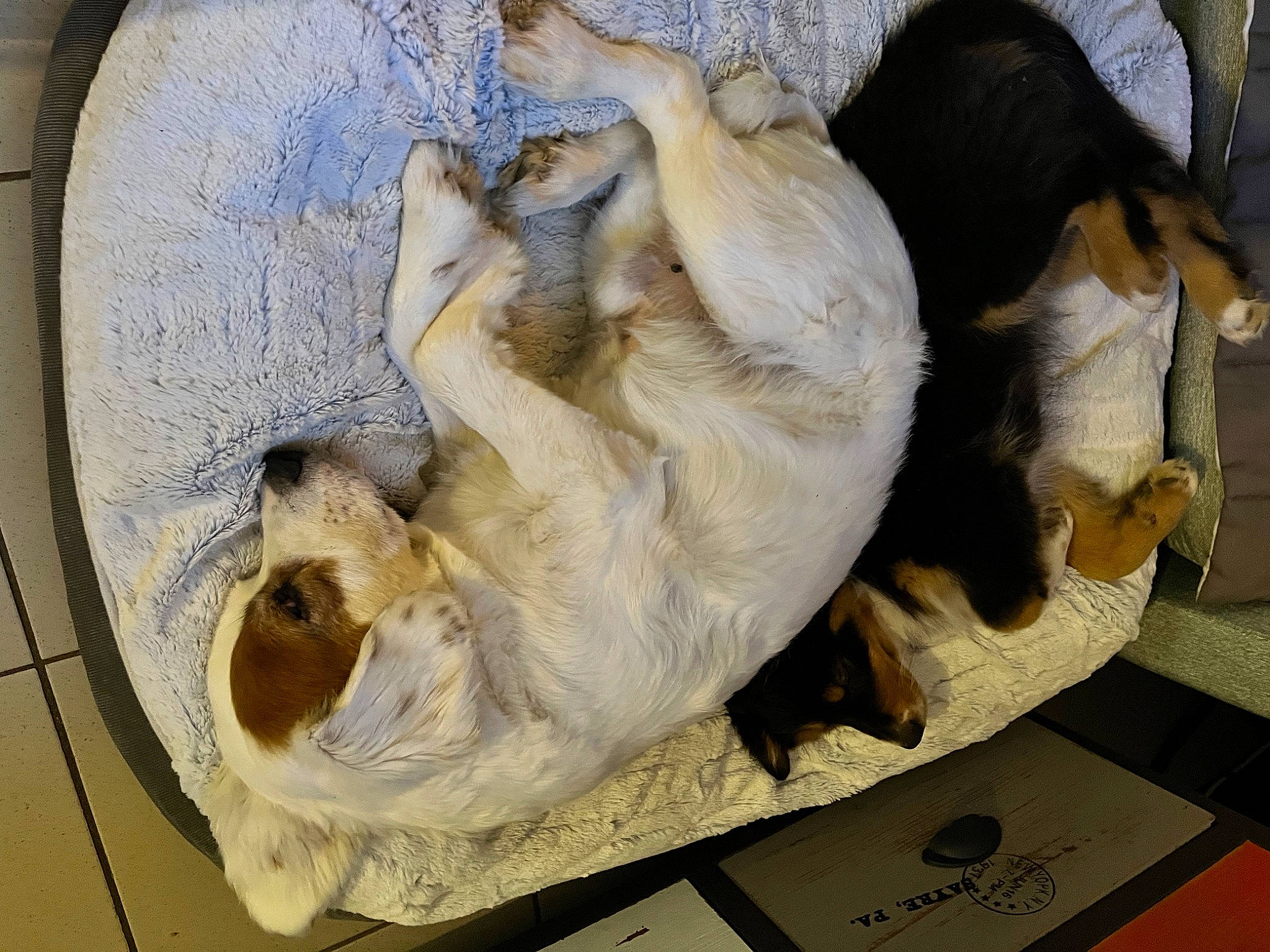 Icare a rejoint le concours — aidez-le/la à gagner de superbes lots ! art, canidae, carnivore, claw, companion_dog, dog_breed, domestic_short_haired_cat, fawn, felidae, fur, nap, paw, ruler, small_to_medium_sized_cats, snout, sporting_group, tail, vertebrate, whiskers, working_animal