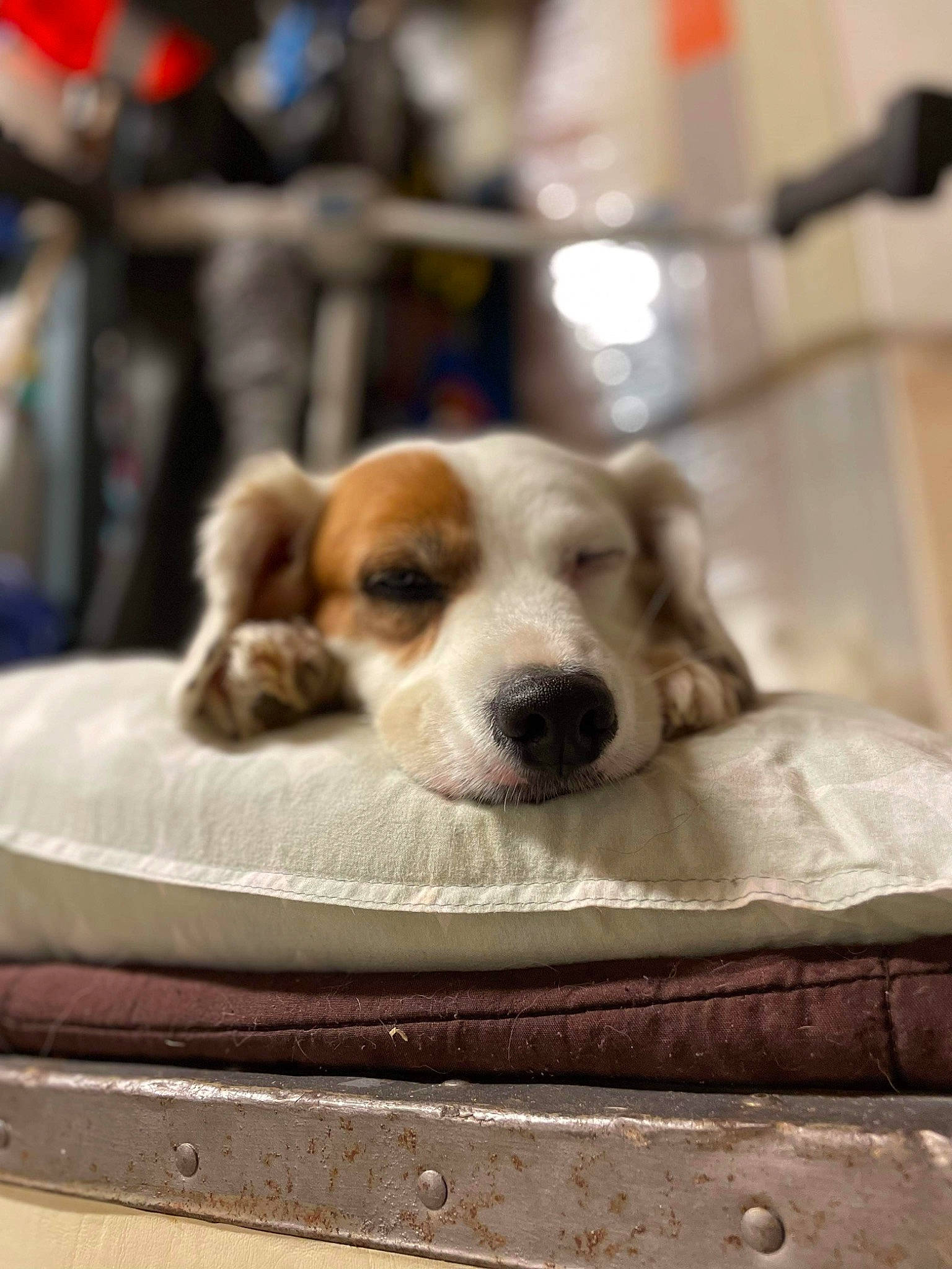 Icare participe au concours pour gagner de l'argent avec cette photo : beagle, canidae, carnivore, comfort, companion_dog, dog, dog_breed, fawn, fur, hound, nap, paw, scent_hound, sitting, snout, sporting_group, street_dog, whiskers, wood, working_animal