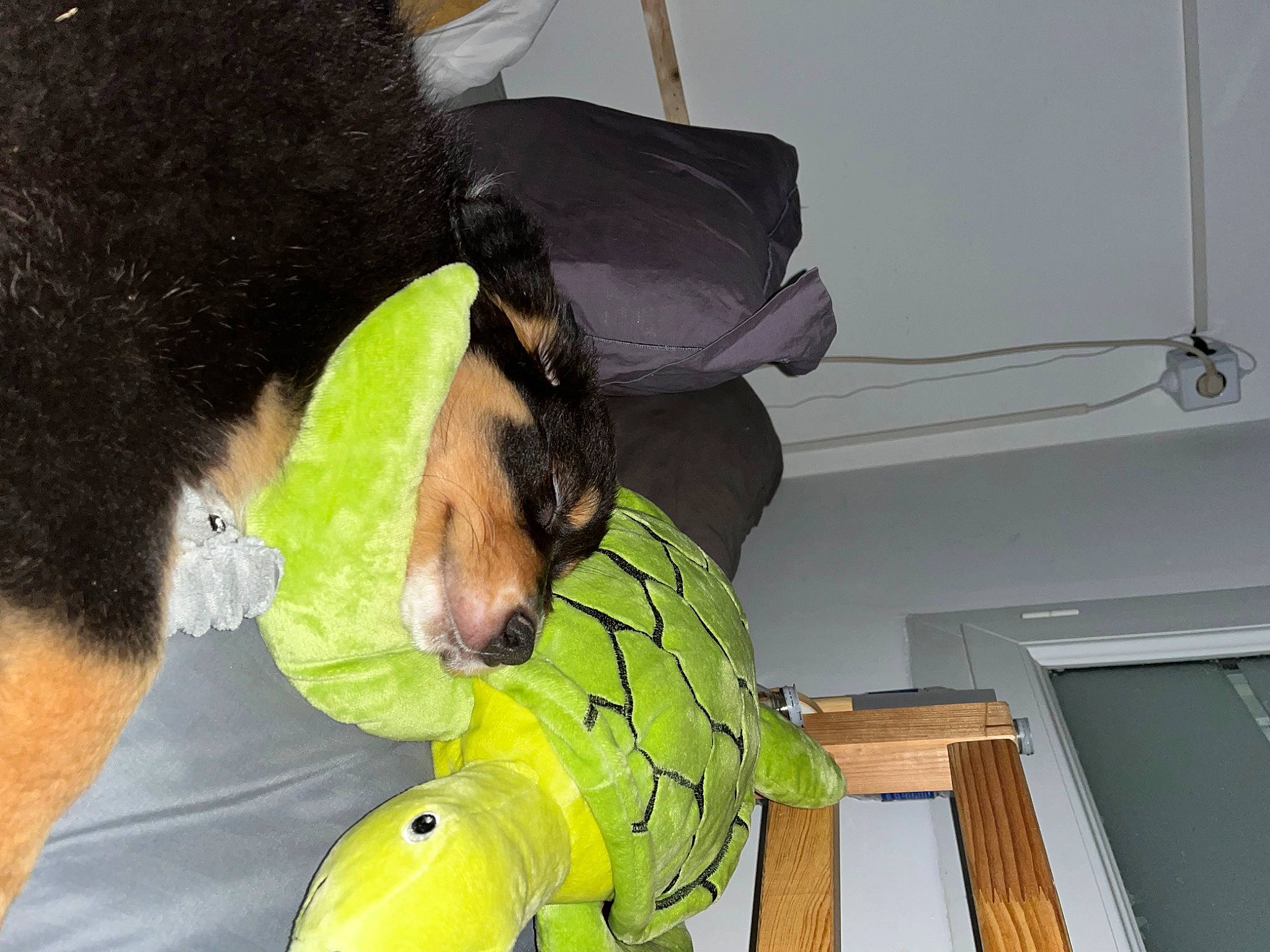 Thémis a rejoint le concours — aidez-le/la à gagner de superbes lots ! airedale_terrier, canidae, carnivore, ceiling, collar, comfort, companion_dog, dog, dog_breed, dog_clothes, dog_collar, dog_supply, fawn, fur, gesture, personal_protective_equipment, snout, sporting_group, stuffed_toy, working_animal