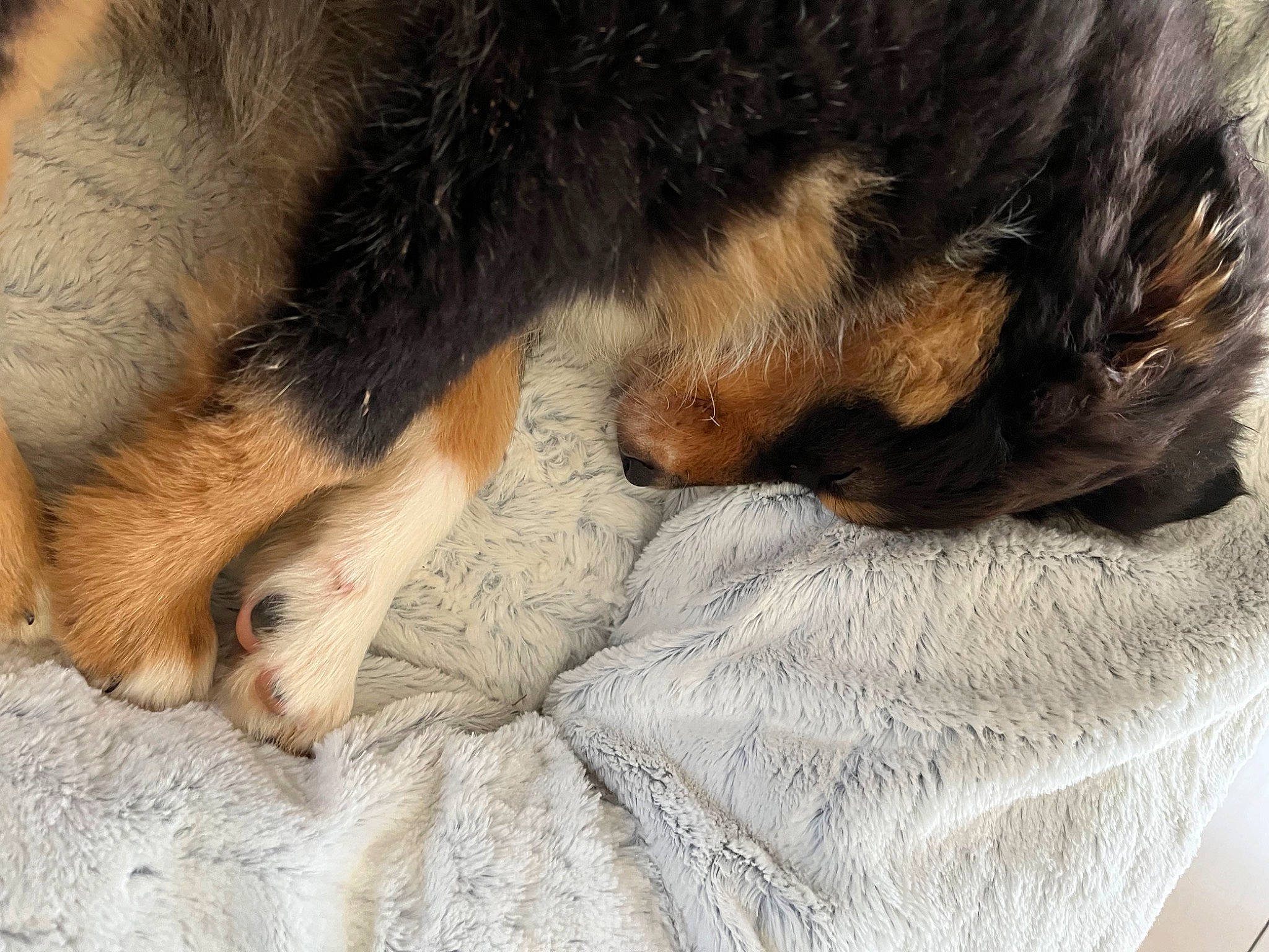 Thémis a rejoint le concours — aidez-le/la à gagner de superbes lots ! bored, canidae, carnivore, claw, comfort, companion_dog, dog, dog_breed, ear, felidae, foot, fur, liver, nap, paw, sleep, snout, sporting_group, terrestrial_animal, whiskers