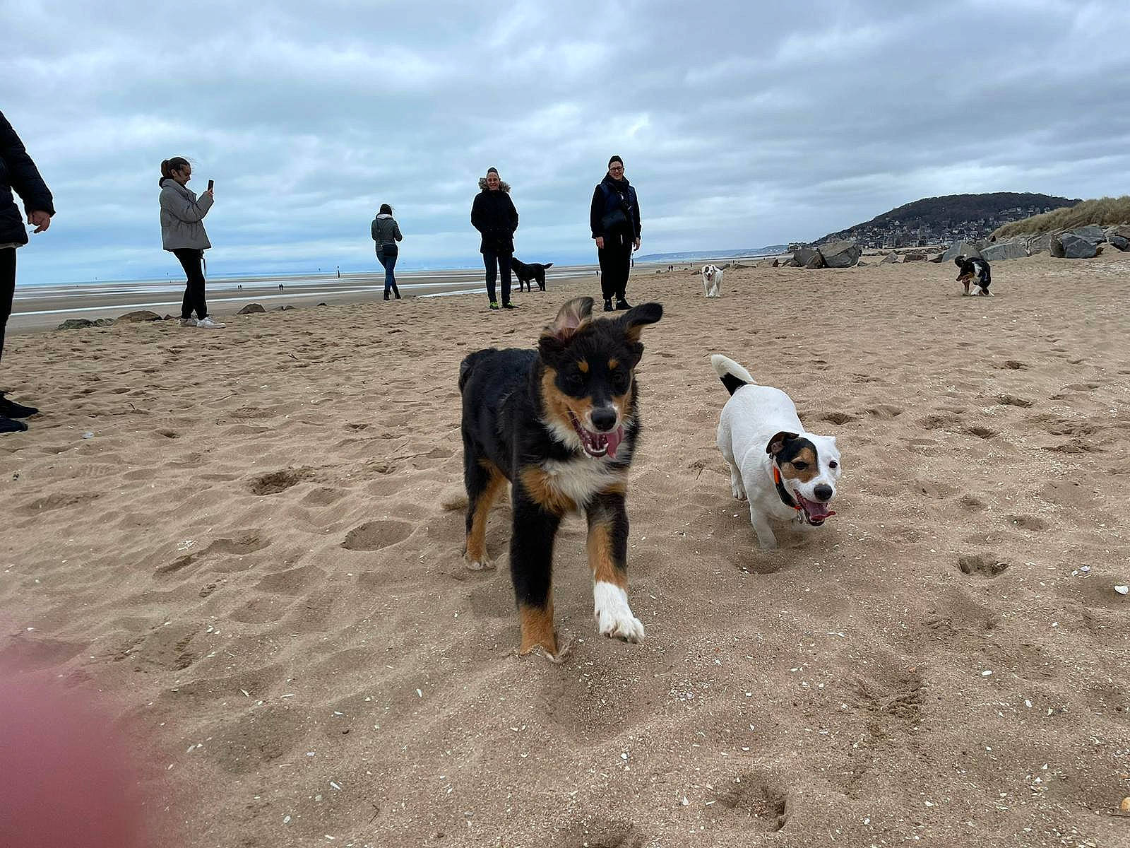 Thémis a rejoint le concours — aidez-le/la à gagner de superbes lots ! aeolian_landform, beach, carnivore, cloud, coast, companion_dog, dog, dog_breed, fun, horizon, landscape, leash, leisure, ocean, recreation, sand, shore, sky, sporting_group, water