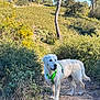 dog, white_dog, green_harness, dirt_path, bushes, trees, nature, outdoor, sunny, blue_sky, forest, walking, pet, canine, animal, scenery, daylight, grass, leaves, trail