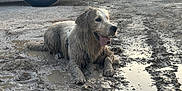 Undy a rejoint le concours — aidez-le/la à gagner de superbes lots ! dog, golden_retriever, mud, puddle, muddy, tongue_out, happy, playful, outdoors, vehicle_tire, tire_tracks, wet, dirty, canine, animal, pet, resting, ground, daylight, nature