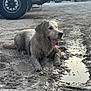 dog, golden_retriever, mud, puddle, muddy, tongue_out, happy, playful, outdoors, vehicle_tire, tire_tracks, wet, dirty, canine, animal, pet, resting, ground, daylight, nature