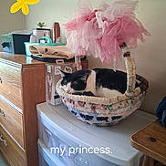 Princess is registered to the contest to win money with this photo: cat, sleeping, basket, pink_tulle, indoor, dresser, plastic_drawer, black_and_white, resting, cozy, decor, butterfly_doodle, room, furniture, relaxing, soft, quiet, cute, pet, nap