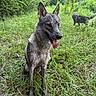 dog, dogs, wet_dog, tongue_out, standing, outdoors, forest, woodland, grass, greenery, trees, nature, animal_portrait, close_up, pointed_ears, black_and_gray, canine, background_dog, natural_light, playful