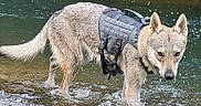 Bulma participe au concours pour gagner de l'argent avec cette photo : dog, canine, animal, wading, stream, river, water, outdoors, nature, wilderness, jungle, forest, wet_fur, harness, adventure, standing, four_legs, pointed_ears, ripples, wildlife