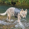 dog, canine, animal, wading, stream, river, water, outdoors, nature, wilderness, jungle, forest, wet_fur, harness, adventure, standing, four_legs, pointed_ears, ripples, wildlife