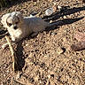 puppy, dog, white_fur, outdoor, rocky_ground, stick, sunlight, shadow, plastic_bottle, knitted_toy, toy_starfish, nature, curious, animal, pet, small_dog, playful, relaxed, daylight, grass
