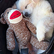 Romeo Santos is registered to the contest to win money with this photo: puppy, dog, sleeping, toy, sock_monkey, plush_toy, cute, pet, fur, black_bag, zipper, resting, cozy, animal, white_fur, soft, closeup, indoor, peaceful, snuggle