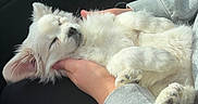 Romeo Santos is registered to the contest to win money with this photo: animal, car_interior, companion, cozy, cute, cute_pet, dog, domestic_animal, furry, hands, human_hands, napping, pet, puppy, relaxed, resting, sleeping, soft_fur, white_fur, young_dog