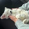 puppy, dog, sleeping, hands, white_fur, cute, pet, animal, car_interior, cozy, relaxed, napping, furry, young_dog, cute_pet, domestic_animal, companion, resting, human_hands, soft_fur
