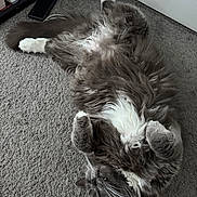 Grey is registered to the contest to win money with this photo: cat, fluffy, gray, white, carpet, lying_down, indoor, relaxed, pet, feline, cute, whiskers, paws, fangs, home, power_strip, cables, fur, playful, cozy
