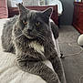 Grey joined the competition — help win amazing prizes! cat, gray_cat, pet, indoor, bed, furniture, dorm_room, fluffy, whiskers, yellow_eyes, curious, relaxed, white_bedspread, soft_lighting, cozy_room, dresser, window, carpet, domestic_cat, resting