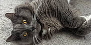Grey joined the competition — help win amazing prizes! cat, gray_cat, yellow_eyes, fluffy_fur, carpet, indoor, pet_bowls, relaxed, lying_down, whiskers, feline, home_interior, wooden_cabinet, curious, close_up, animal, domestic_cat, soft_fur, cute, pet