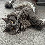 cat, gray_cat, yellow_eyes, fluffy_fur, carpet, indoor, pet_bowls, relaxed, lying_down, whiskers, feline, home_interior, wooden_cabinet, curious, close_up, animal, domestic_cat, soft_fur, cute, pet