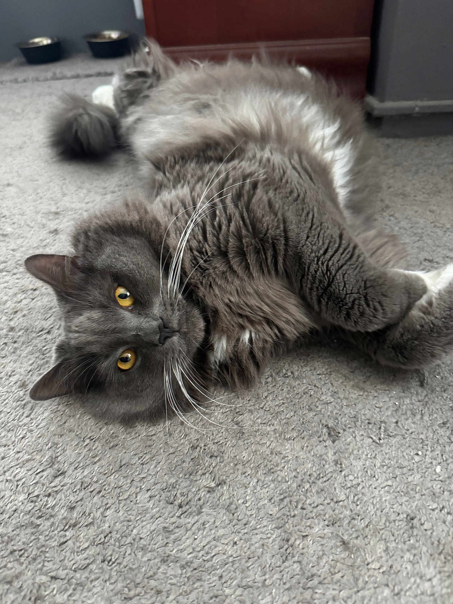 Grey