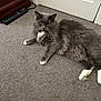 cat, gray_cat, white_paws, fluffy, carpet, indoor, door, furniture, pet, animal, lying_down, relaxed, whiskers, yellow_eyes, home, domestic_cat, floor, resting, cute, mammal