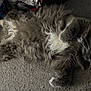 Grey joined the competition — help win amazing prizes! cat, fluffy, gray, white_paws, carpet, pet, animal, feline, relaxed, lying_down, whiskers, fur, indoor, cute, mammal, domestic, soft, sleepy, cozy, paws