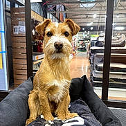 Marley a rejoint le concours — aidez-le/la à gagner de superbes lots ! dog, terrier, wire-haired, small_dog, pet, animal, sitting, portrait, looking_at_camera, brown_fur, white_muzzle, floppy_ears, black_nose, pet_bed, indoor, pet_store, glass_window, store_interior, dog_supplies, cute