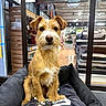 dog, terrier, wire-haired, small_dog, pet, animal, sitting, portrait, looking_at_camera, brown_fur, white_muzzle, floppy_ears, black_nose, pet_bed, indoor, pet_store, glass_window, store_interior, dog_supplies, cute