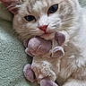 cat, kitten, fluffy, cream_colored, blue_eyes, pink_nose, whiskers, pointed_ears, stuffed_toy, plushie, cuddling, lying_down, pet, animal, portrait, close_up, indoor, soft_blanket, adorable, cute