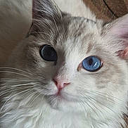 Shelsy participe au concours pour gagner de l'argent avec cette photo : cat, kitten, fluffy, white_fur, gray_fur, blue_eye, heterochromia, close_up, portrait, face, whiskers, pink_nose, pointed_ears, long_hair, pet, adorable, staring, indoor, soft_fur, animal