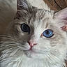 cat, kitten, fluffy, white_fur, gray_fur, blue_eye, heterochromia, close_up, portrait, face, whiskers, pink_nose, pointed_ears, long_hair, pet, adorable, staring, indoor, soft_fur, animal