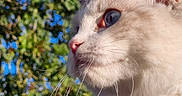 Shelsy a rejoint le concours — aidez-le/la à gagner de superbes lots ! cat, fluffy, cream_colored, pet, feline, animal, portrait, close_up, outdoors, nature, trees, foliage, blue_sky, sunlight, whiskers, ears, eyes, red_collar, profile, fur