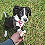 puppy, dog, black_and_white, paw, pink_harness, grass, outdoor, person_hand, pet, cute, animal, young_dog, playing, friendly, nature, sunlight, summer, canine, small_dog, interaction