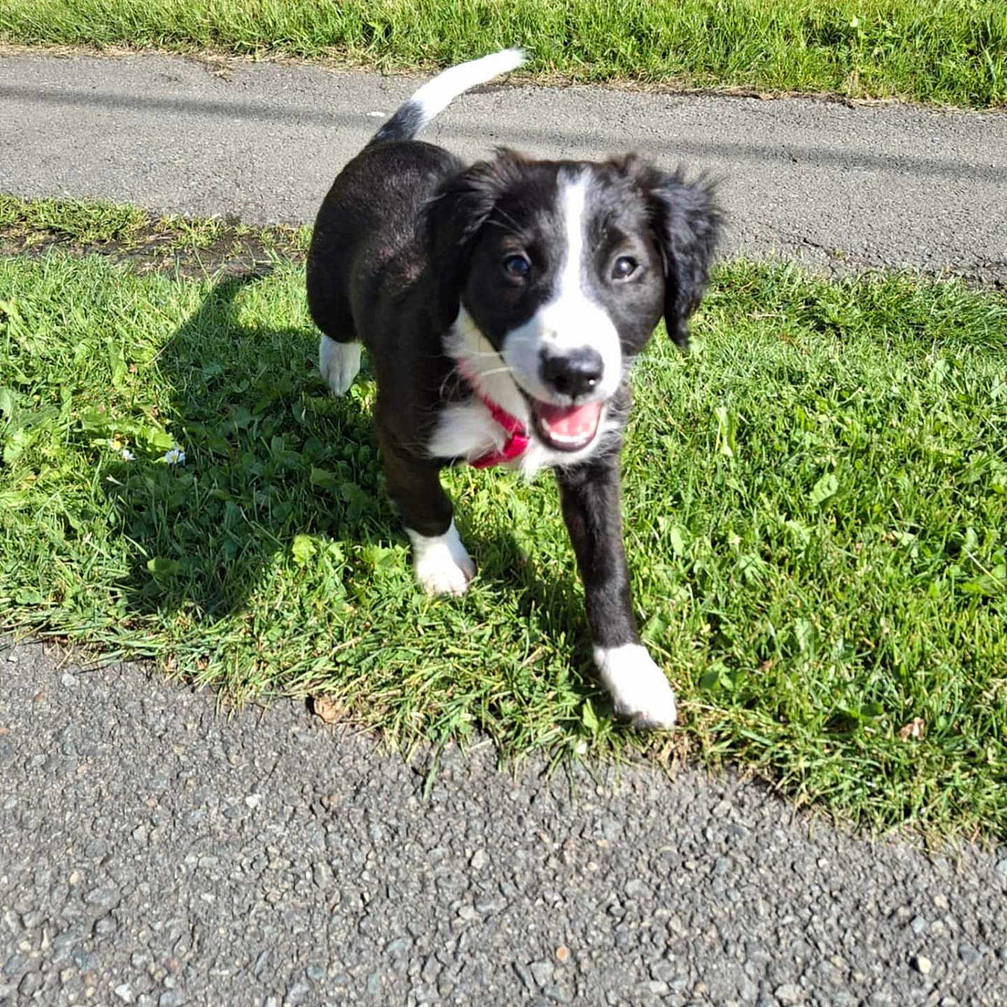 Nala a rejoint le concours — aidez-le/la à gagner de superbes lots ! black_and_white, canine, collar, daytime, dog, fur, grass, greenery, happy, nature, outdoor, path, pet, playful, puppy, shadow, smiling, sunlight, walking, young_dog