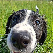 Nala participe au concours pour gagner de l'argent avec cette photo : dog, close_up, nose, grass, outdoor, happy, animal, pet, canine, snout, whiskers, black_and_white, fur, daylight, smiling, tongue, ears, field, background_blur, nature