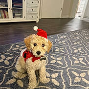 Zeus is registered to the contest to win money with this photo: puppy, dog, santa_hat, costume, indoor, carpet, living_room, cute, pet, holiday, festive, fur, small_dog, adorable, animal, floor, home, decor, sitting, portrait