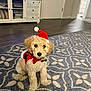 puppy, dog, santa_hat, costume, indoor, carpet, living_room, cute, pet, holiday, festive, fur, small_dog, adorable, animal, floor, home, decor, sitting, portrait