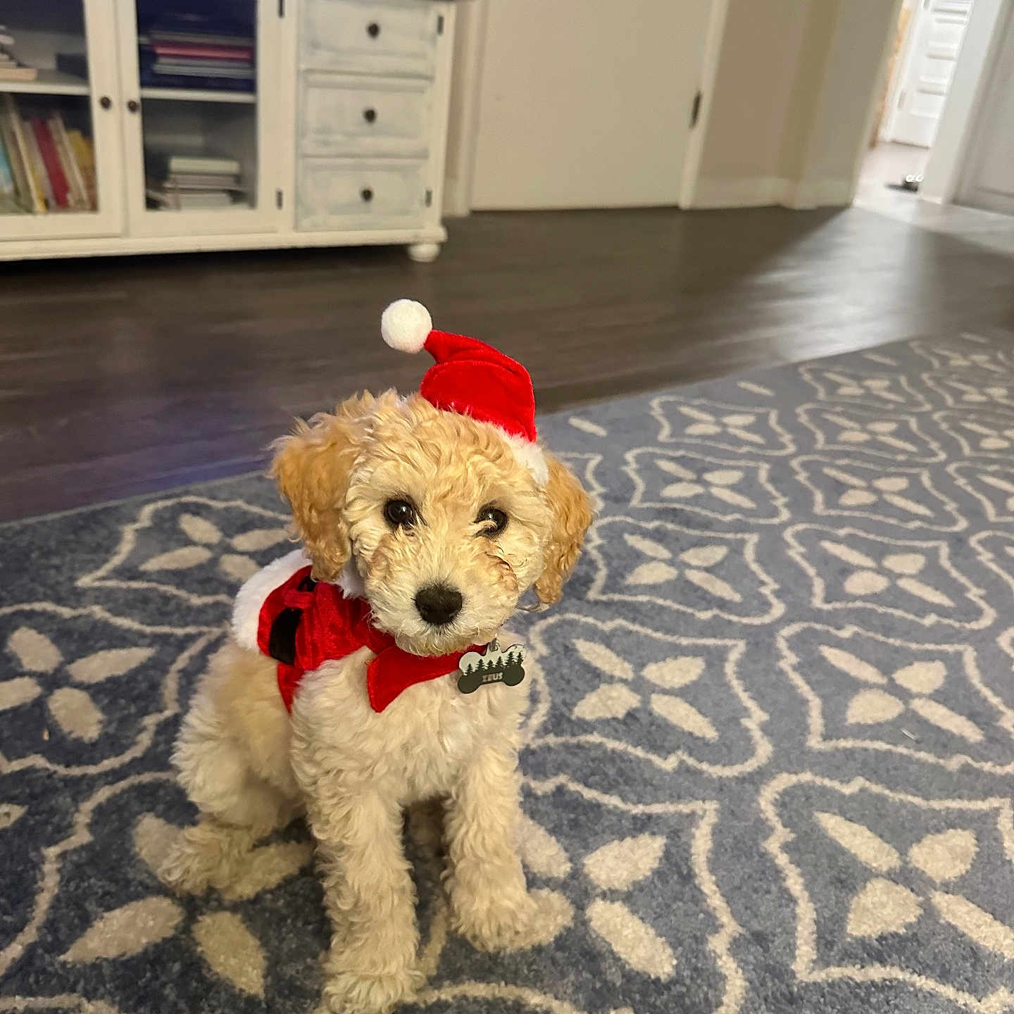 Zeus is registered to the contest to win money with this photo: adorable, animal, carpet, costume, cute, decor, dog, festive, floor, fur, holiday, home, indoor, living_room, pet, portrait, puppy, santa_hat, sitting, small_dog