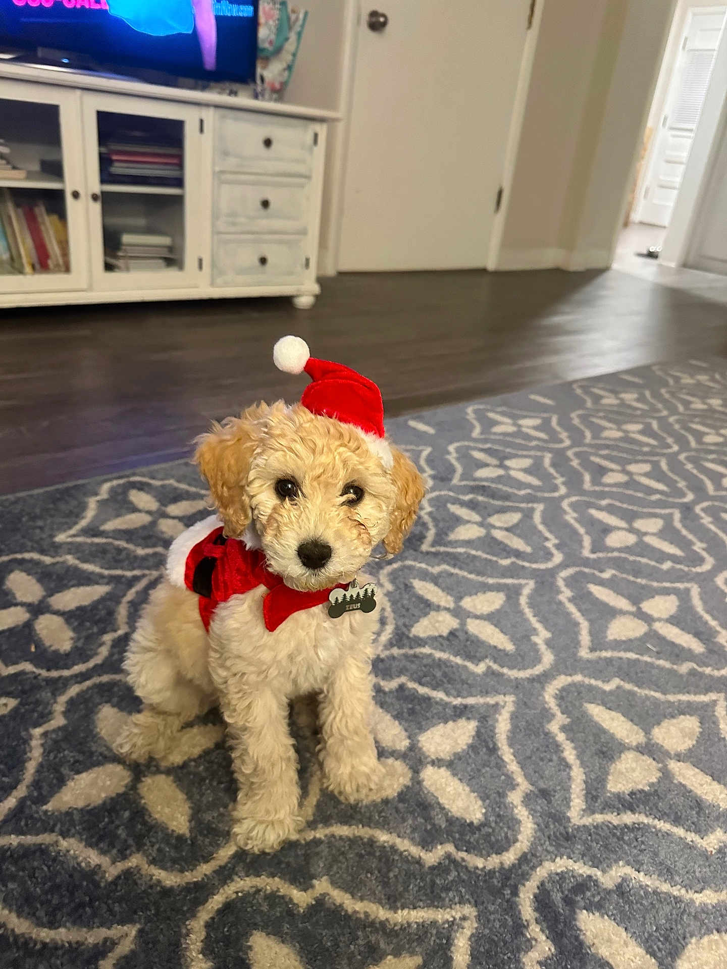 Zeus is registered to the contest to win money with this photo: puppy, dog, santa_hat, costume, indoor, carpet, living_room, cute, pet, holiday, festive, fur, small_dog, adorable, animal, floor, home, decor, sitting, portrait