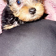 Feefee joined the competition — help win amazing prizes! puppy, dog, close_up, cute, fur, eyes, pet, animal, young, face, soft, pink, cozy, texture, black, background, indoor, domestic, adorable, curious