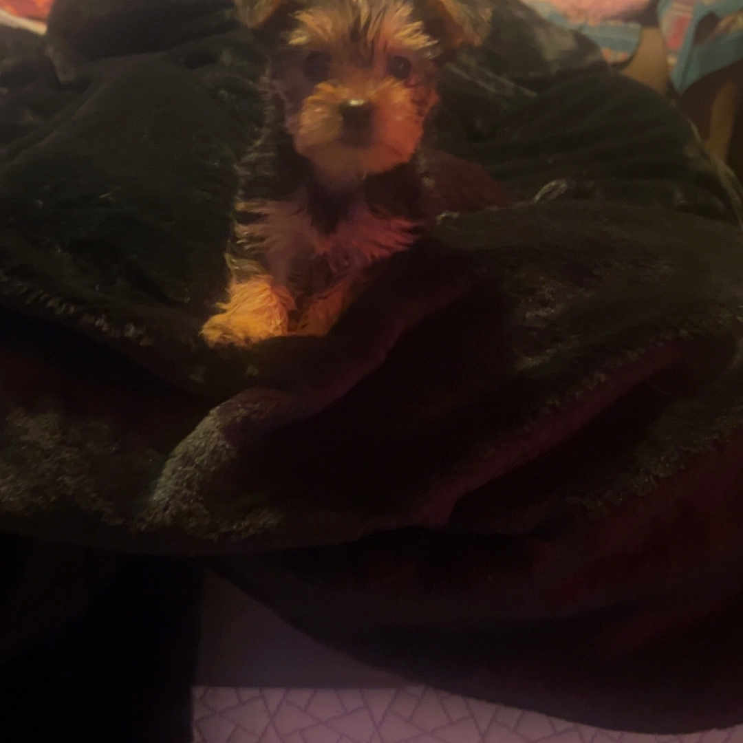 Feefee is registered to the contest to win money with this photo: black, blanket, brown, carpet, couch, cozy, cushion, cute, dog, ears, face, fur, furniture, home, indoor, living_room, pet, puppy, small_dog, soft