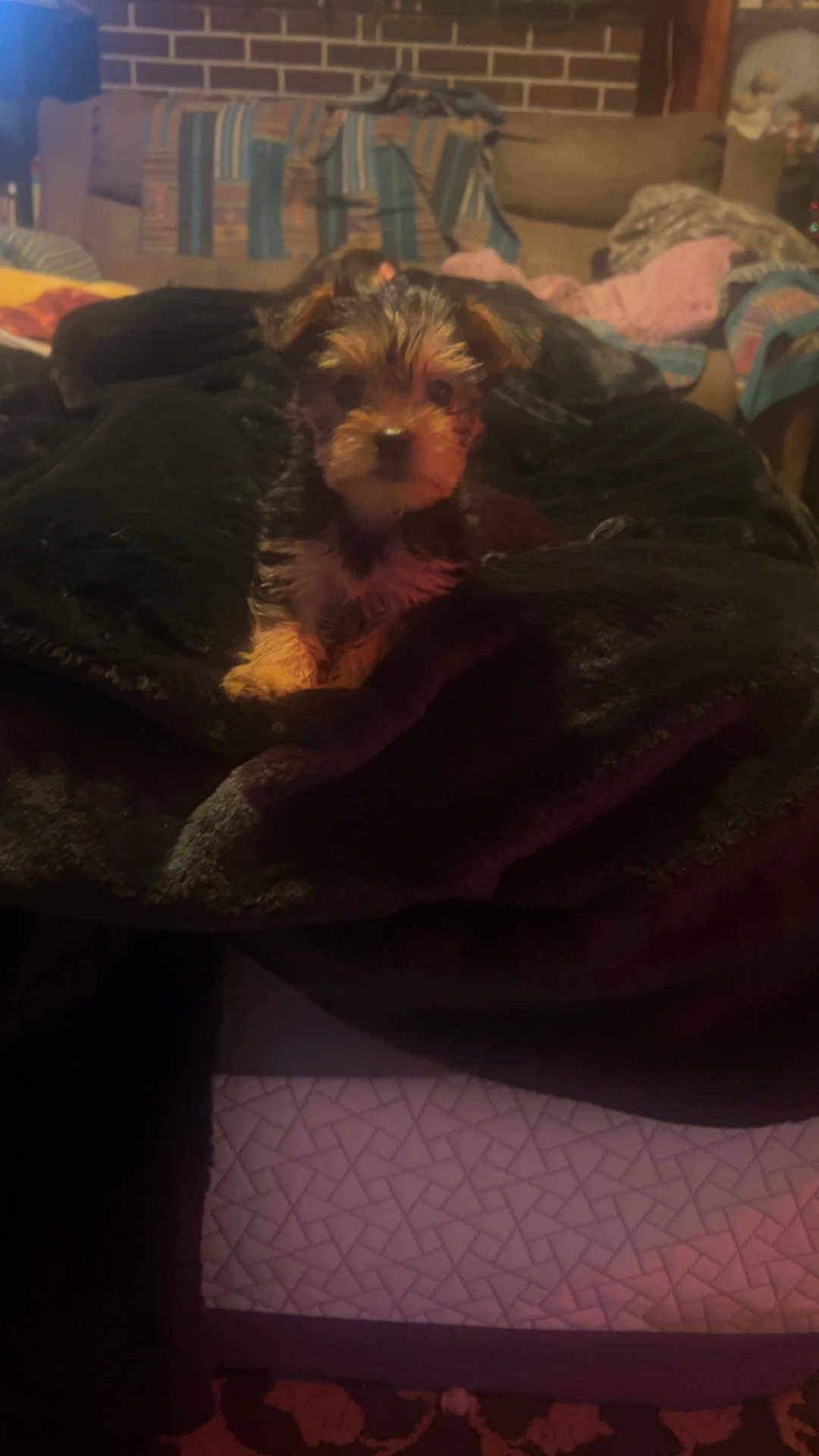 Feefee is registered to the contest to win money with this photo: puppy, dog, blanket, indoor, couch, furniture, pet, fur, small_dog, cozy, soft, brown, black, face, ears, carpet, cushion, home, living_room, cute