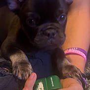 Zorro joined the competition — help win amazing prizes! puppy, dog, french_bulldog, black_dog, pet, hand, paw, person, holding, device, indoor, closeup, ears, curious, young_dog, resting, fingers, sitting, text_on_clothing, wristband