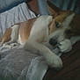 Daisy participe au concours pour gagner de l'argent avec cette photo :